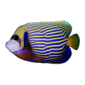 Emperor Angelfish Adult | Pomacanthus imperator