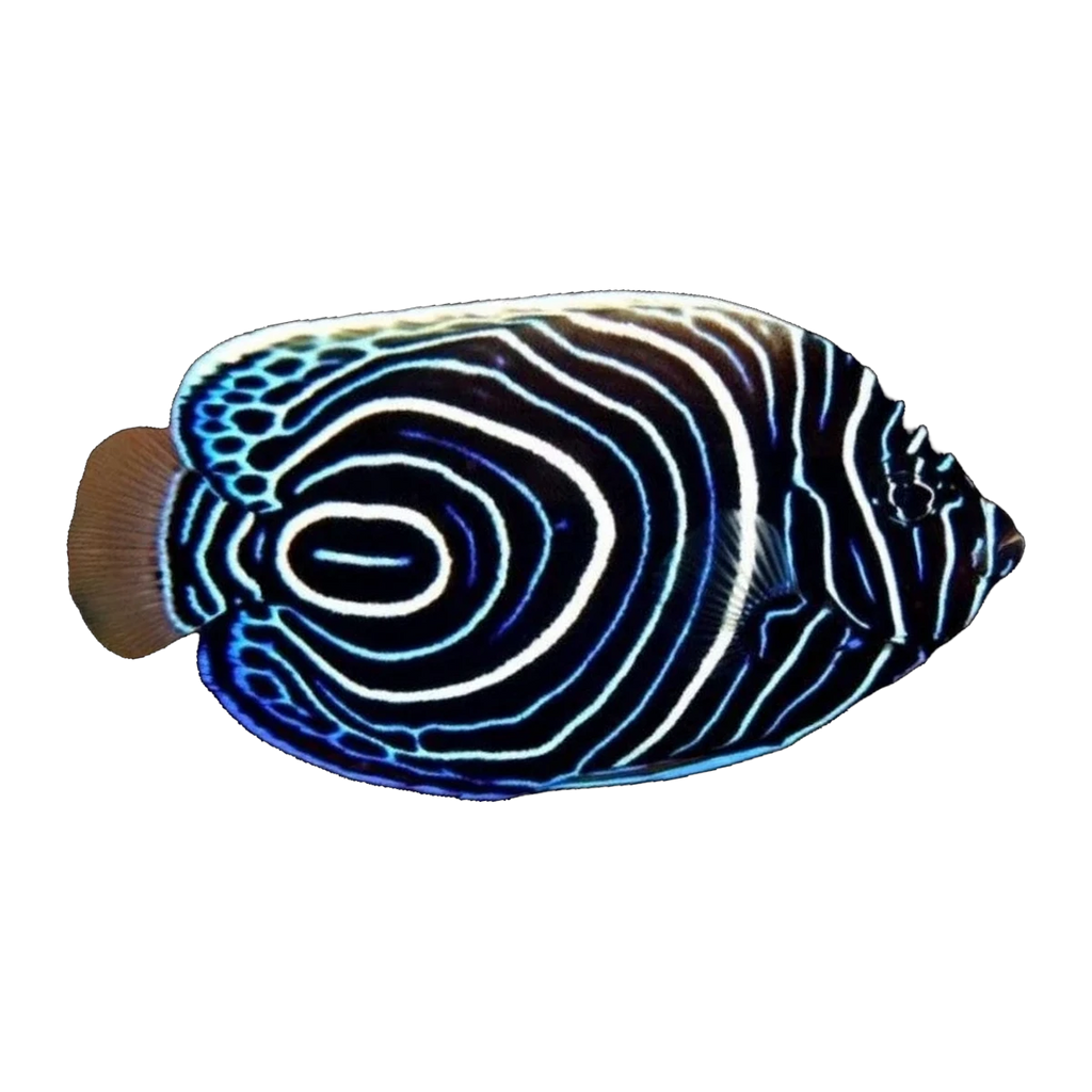 Emperor Angelfish juvenile | Pomacanthus imperator