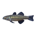 Empire Gudgeon (Hypseleotris compressa), side profile facing right