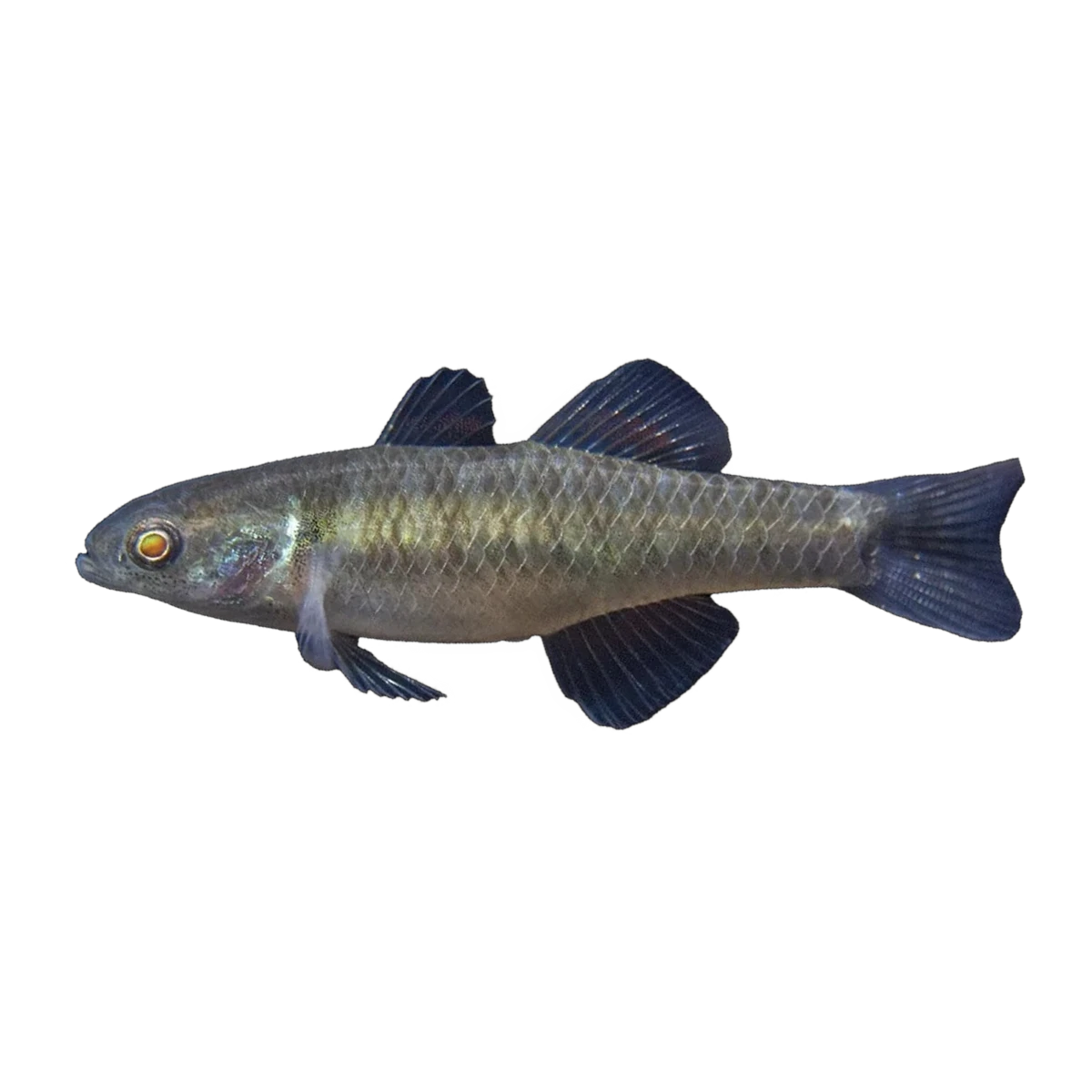 Empire Gudgeon (Hypseleotris compressa), side profile facing right