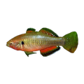 Empire Gudgeon Male (Hypseleotris compressa), side profile facing right