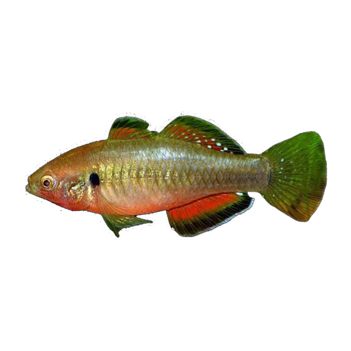 Empire Gudgeon Male (Hypseleotris compressa), side profile facing right