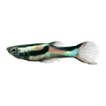Endler Female | Poecilia wingei