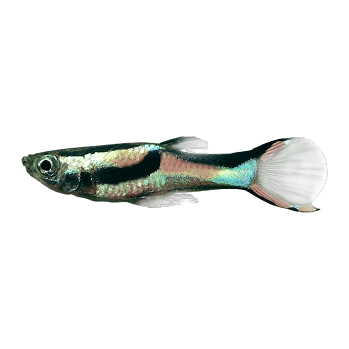 Endler Female | Poecilia wingei