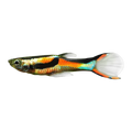 Endler Male | Poecilia wingei