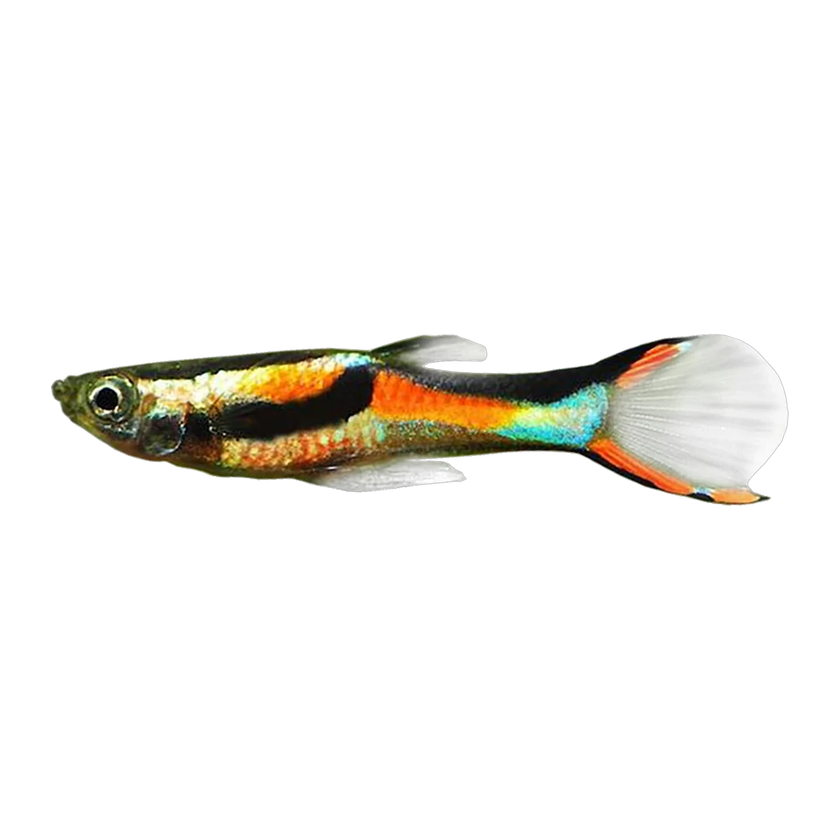 Endler Male | Poecilia wingei