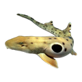 Epaulette Shark I | Hemiscyllium ocellatum