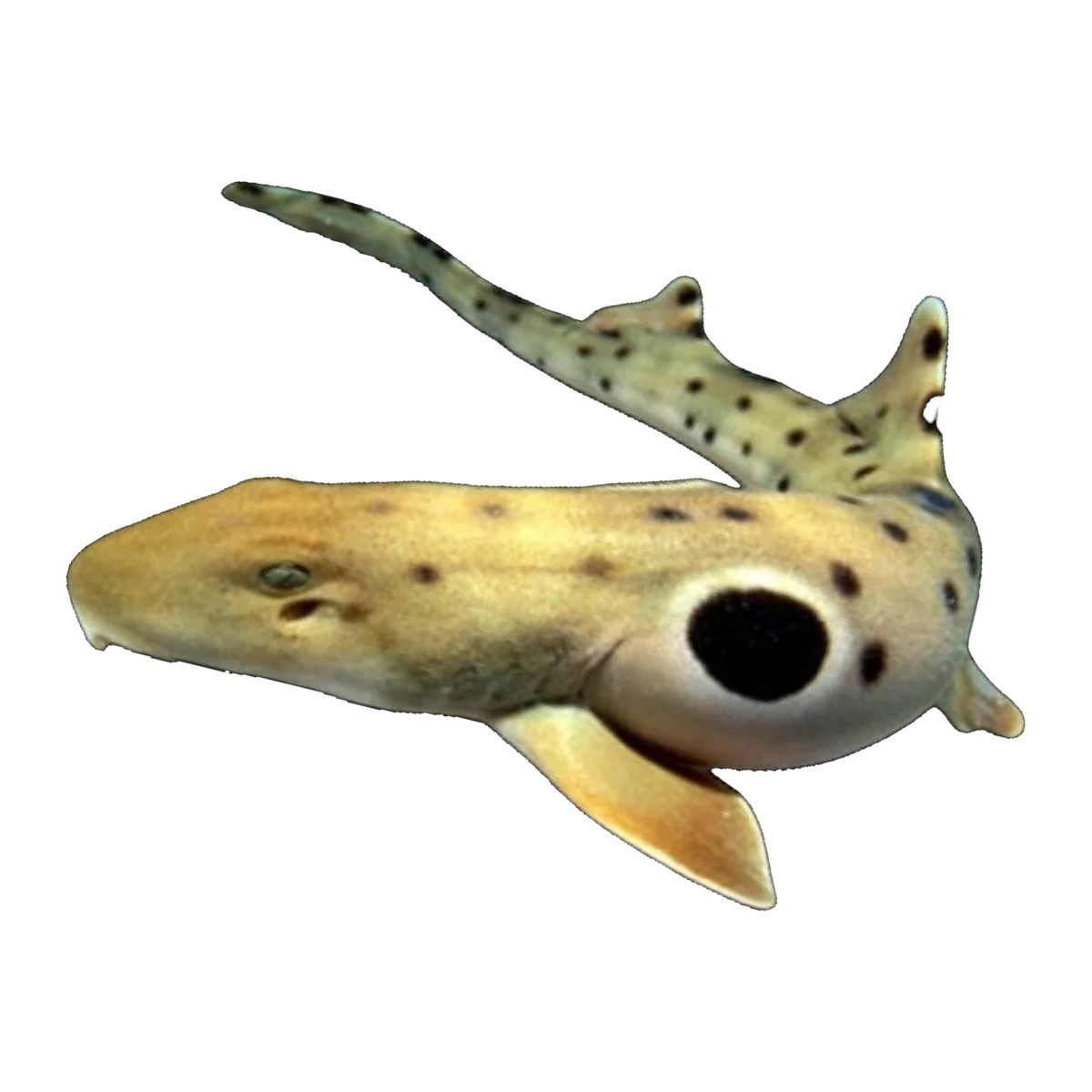 Epaulette Shark I | Hemiscyllium ocellatum