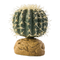 Exo Terra Barrel Cactus Small 7cm