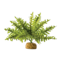 Exo Terra Boston Fern
