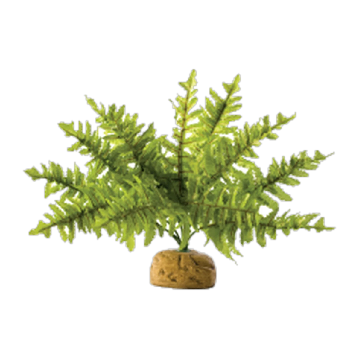 Exo Terra Boston Fern