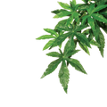 Exo Terra Forest Plant Abutilon Small