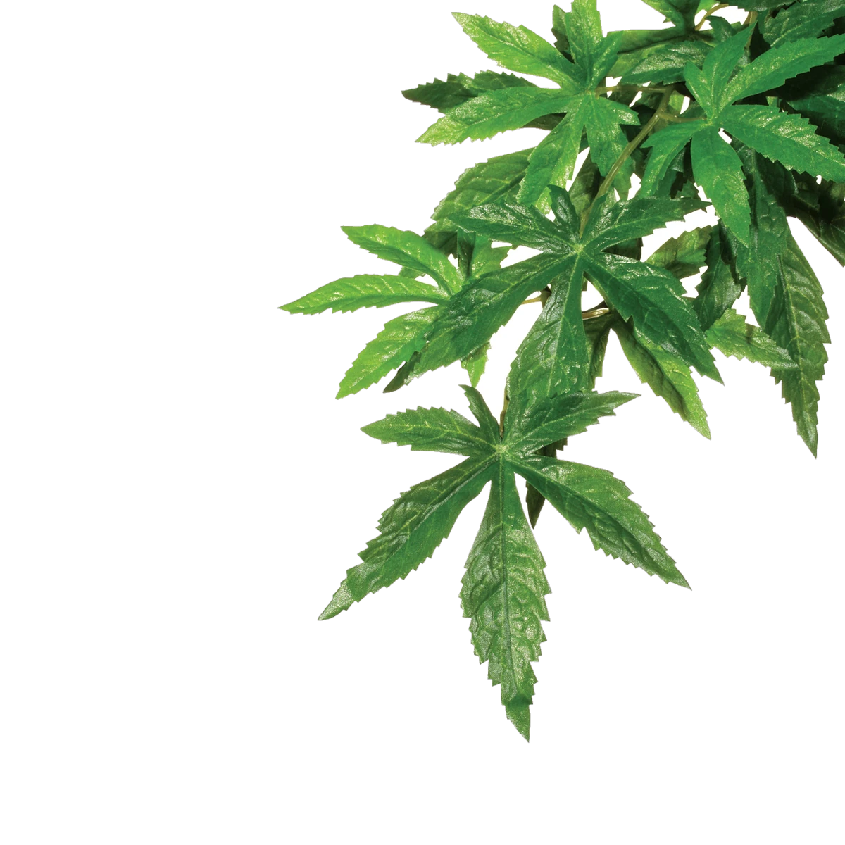 Exo Terra Forest Plant Abutilon Small