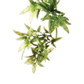 Exo Terra Forest Plant Croton