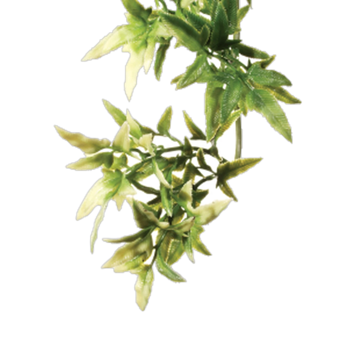 Exo Terra Forest Plant Croton