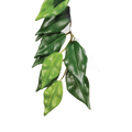 Exo Terra Forest Plant Ficus Medium