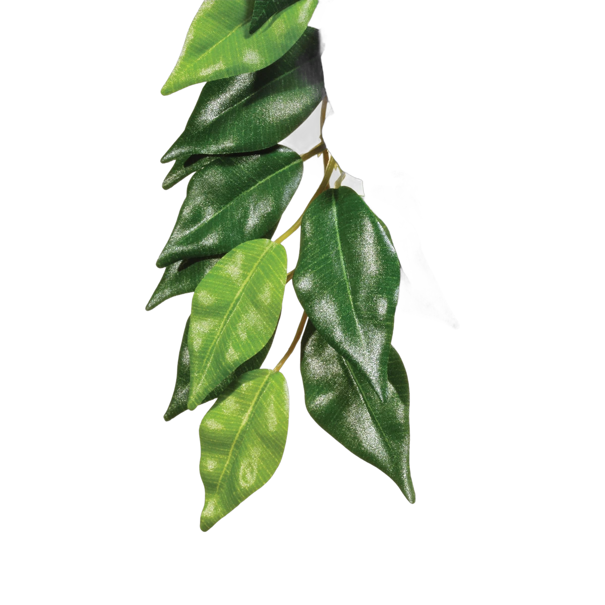 Exo Terra Forest Plant Ficus Medium