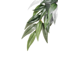 Exo Terra Forest Plant Ruscus Small