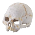 Exo Terra Primate Skull
