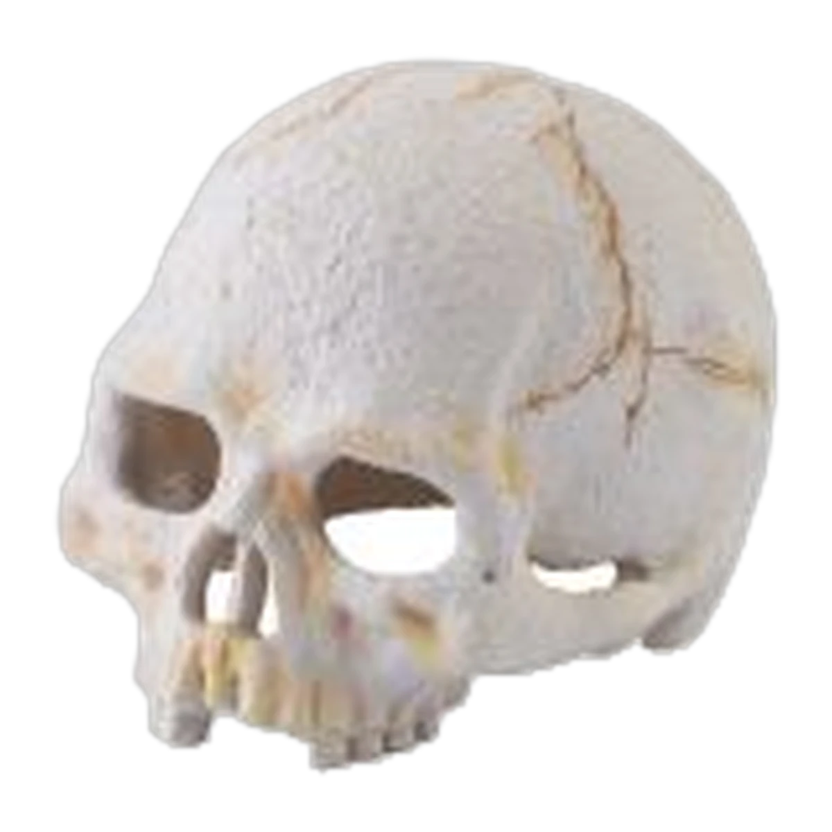 Exo Terra Primate Skull
