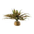 Exo Terra Star Cactus