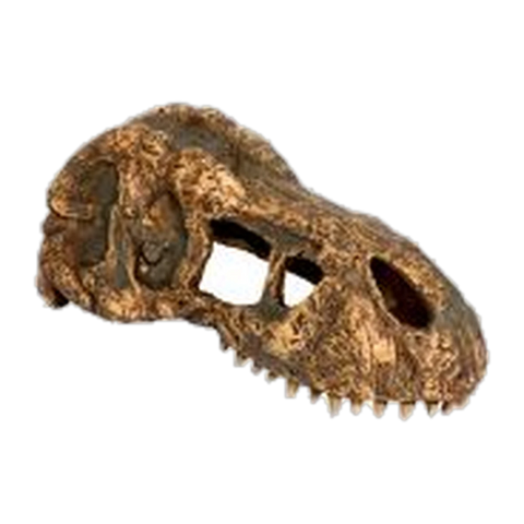 Exo Terra T Rex Skull Small
