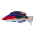 Exquisite Fairy Wrasse | Cirrhilabrus exquisitus