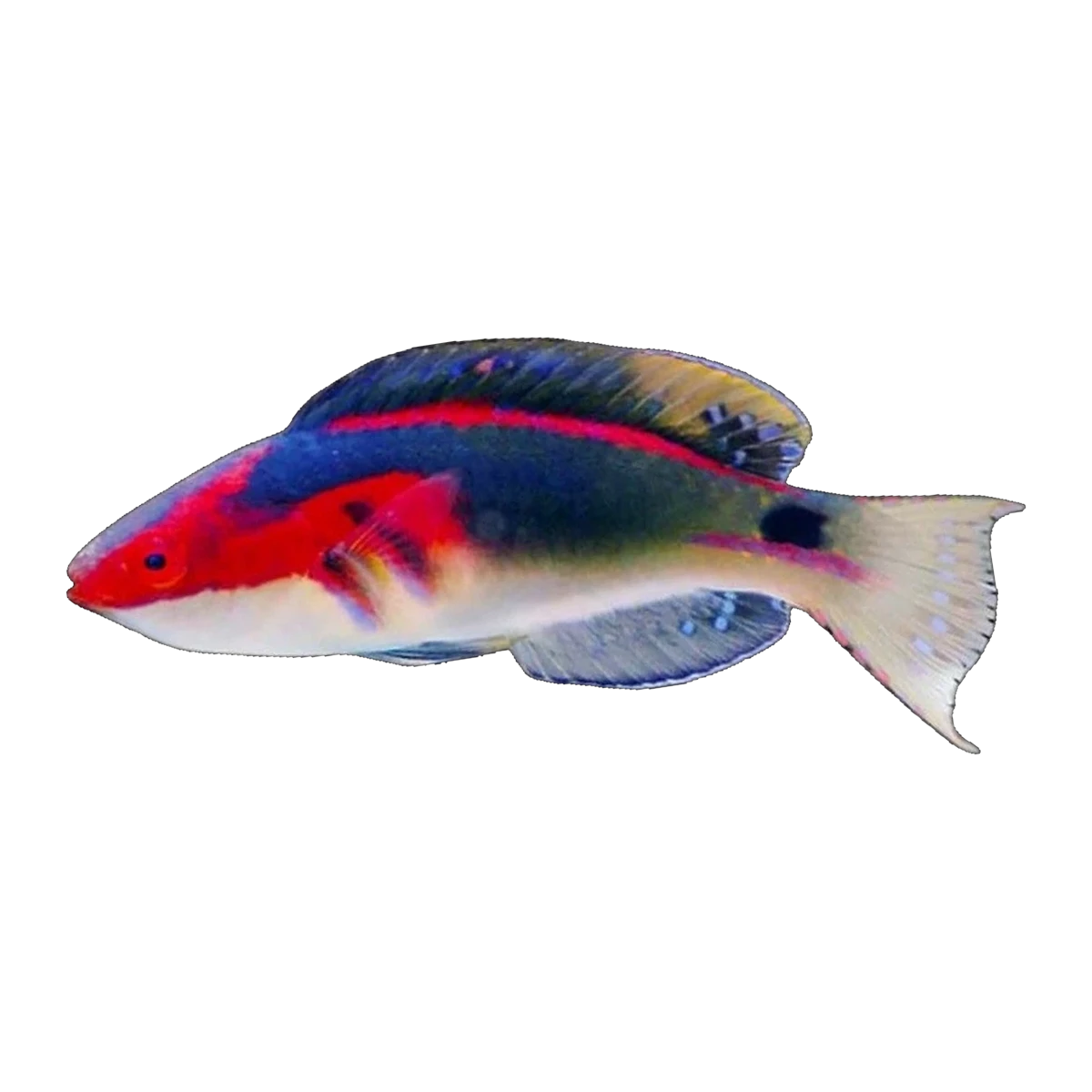Exquisite Fairy Wrasse | Cirrhilabrus exquisitus
