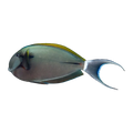 Eye Line Surgeonfish | Acanthurus nigricauda
