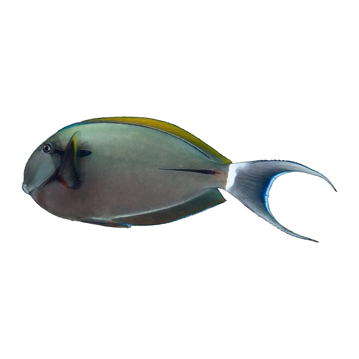 Eye Line Surgeonfish | Acanthurus nigricauda