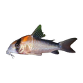 False Adolfoi Corydoras | Hoplisoma duplicareum