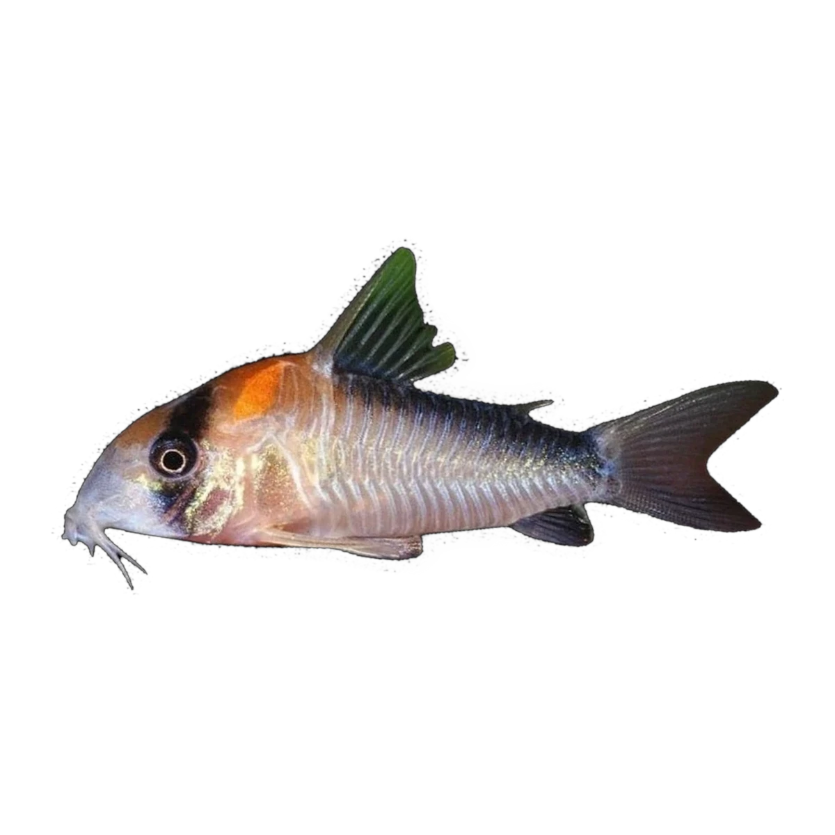 False Adolfoi Corydoras | Hoplisoma duplicareum