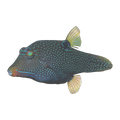 False Eye Puffer | Canthigaster papua