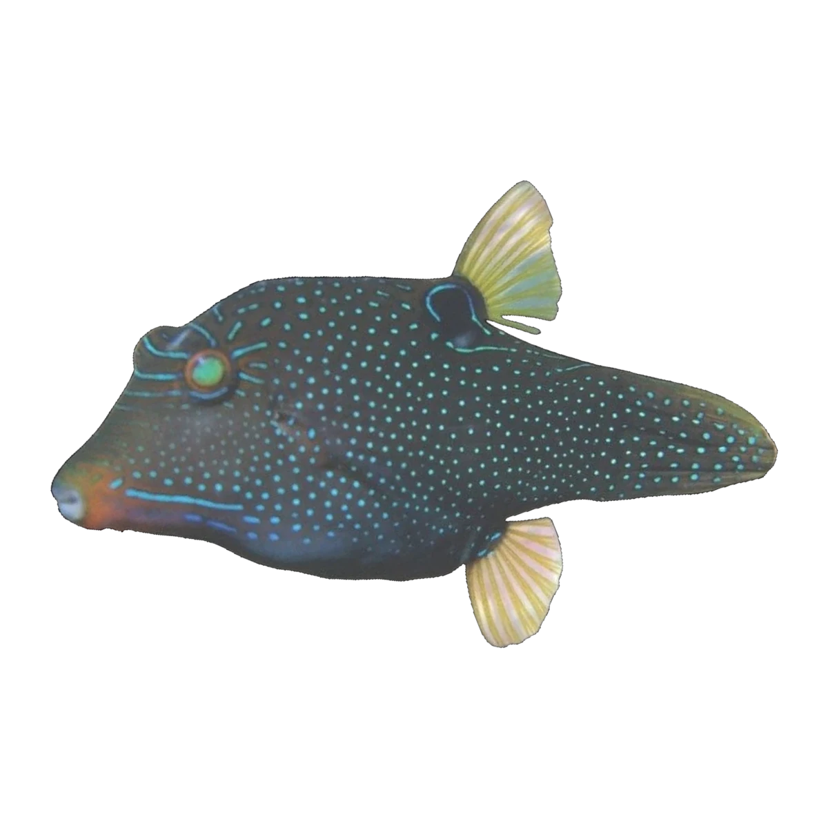 False Eye Puffer | Canthigaster papua