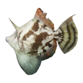 Fanbelly Leatherjacket | Monacanthus chinensis