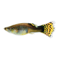 Fancy Guppy Female | Poecilia reticulata