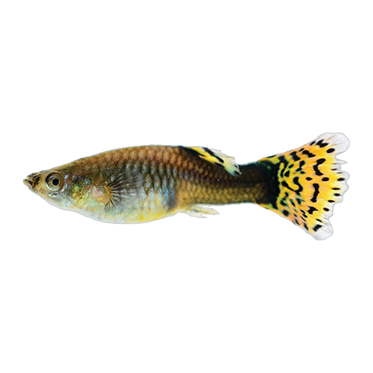 Fancy Guppy Female | Poecilia reticulata