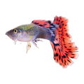Fancy Guppy Male | Poecilia reticulata