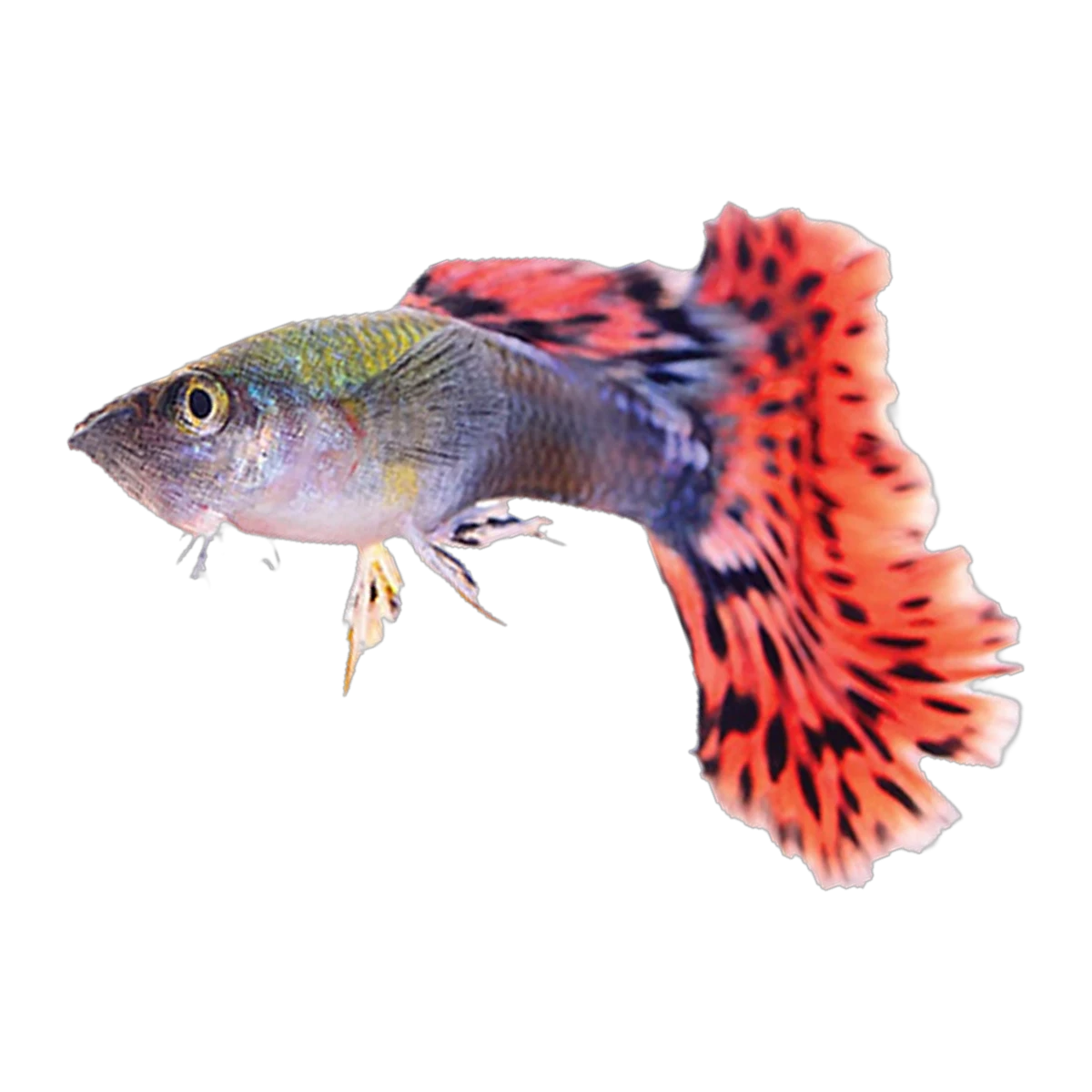 Fancy Guppy Male | Poecilia reticulata