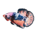 Fancy Plakat Male Fighting Fish | Betta splendens