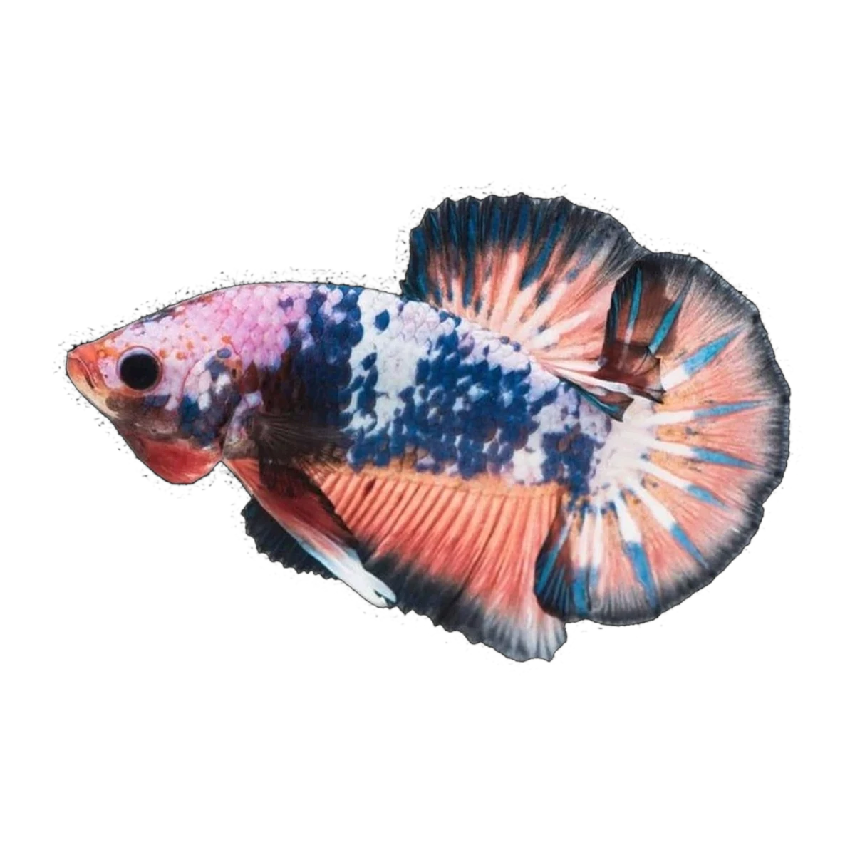 Fancy Plakat Male Fighting Fish | Betta splendens