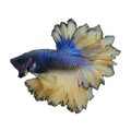Feather Fin Fighting Fish | Betta splendens