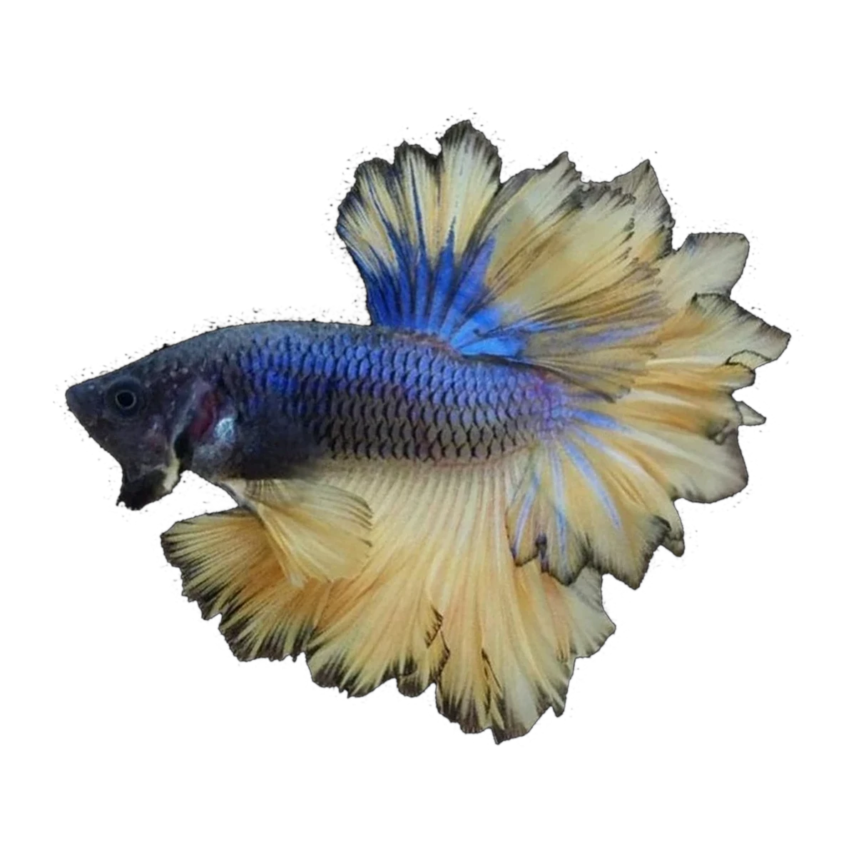 Feather Fin Fighting Fish | Betta splendens