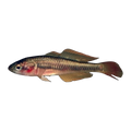 Feeder Fish Gudgeon