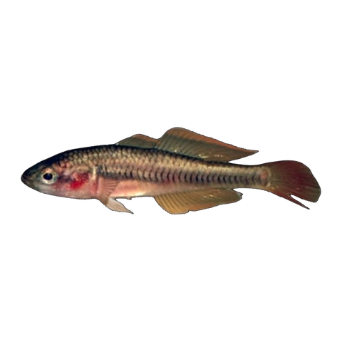 Feeder Fish Gudgeon
