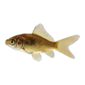 Feeder Goldfish