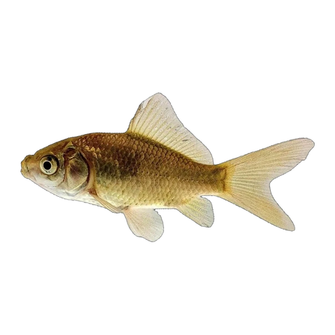 Feeder Goldfish