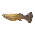 Feeder Guppy