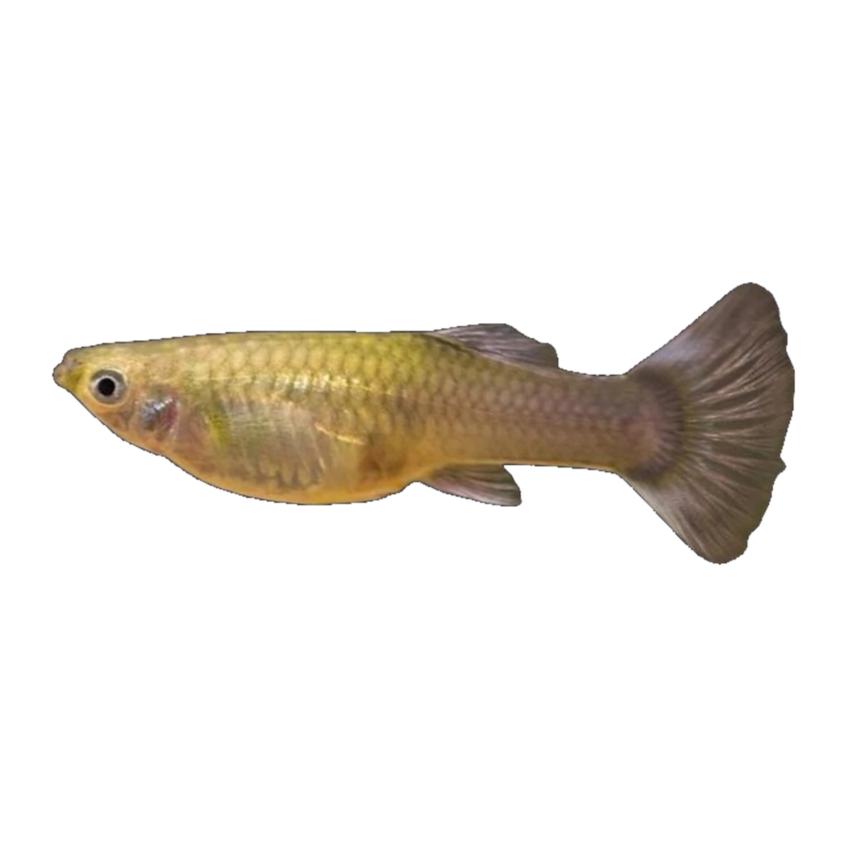 Feeder Guppy