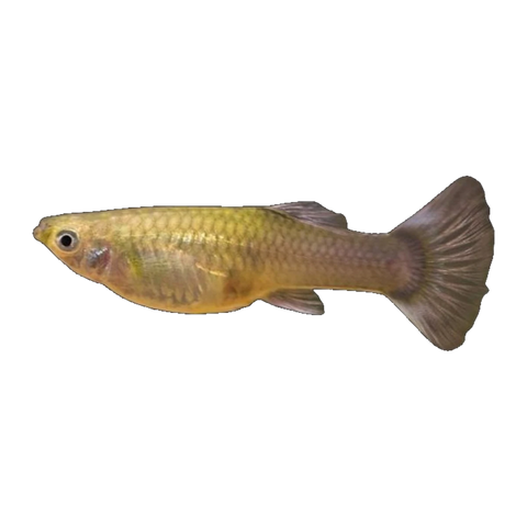 Feeder Guppy
